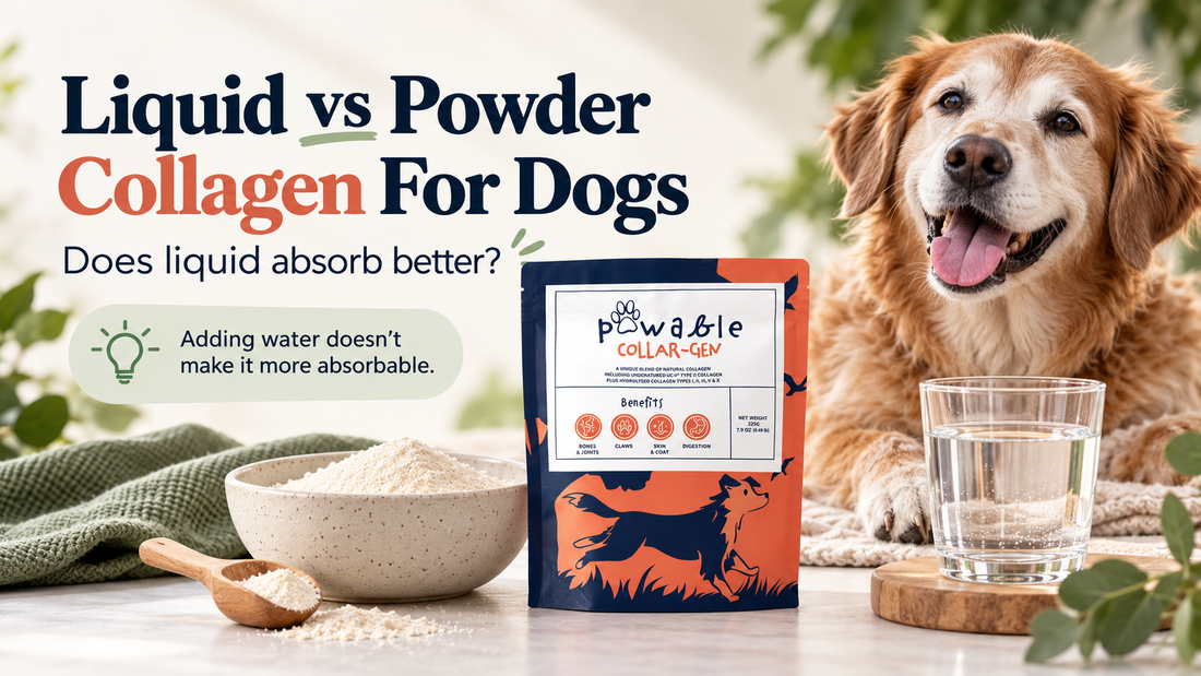Liquid vs Powder Collagen for Dogs: Which Is Better Absorbed?
