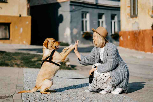 Best Dog Supplements