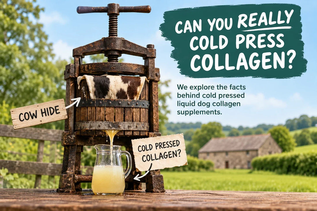 Old wooden press squeezing a cow hide into a glass jug, asking: can you really cold press collagen?