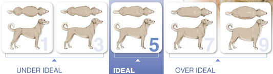 How Much Should My Dog Weigh?