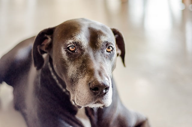 dog with arthritis symptoms