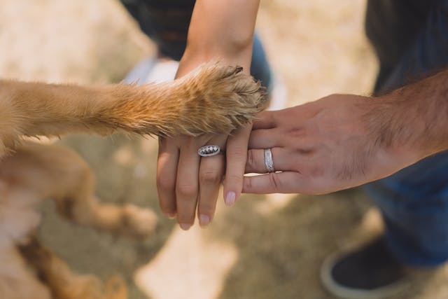 Everything You Need To Know About Dog Limping