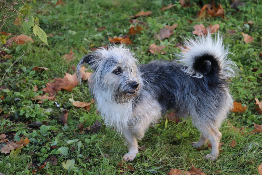 How do I know if my dog is in pain?