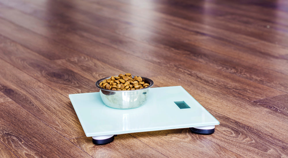 7 Common Problems for Overweight Dogs - According to a Vet